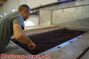 Fin des vendanges au domaine Michel Goubard et fils