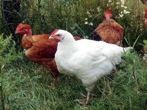 Grippe aviaire : Risque « élevé » en Saône-et-Loire