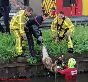 Faits divers à Montceau : un chien secouru