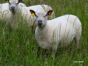Attaques d’ovins dans le Charolais