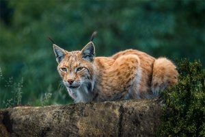 Nouvelle destruction illégale d’un lynx dans le massif jurassien pour cette population menacée chaque individu compte