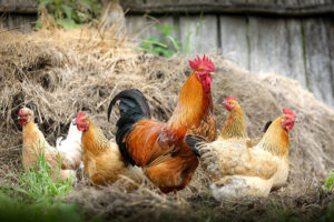 Agriculture : Influenza aviaire