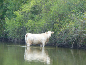 Montceau  : Vache égarée dans le canal du centre