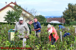 Sanvignes : les vendanges à l’ordre du jour