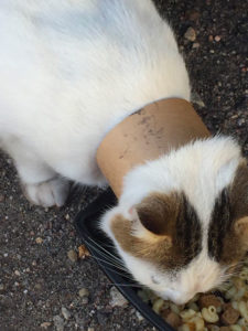 Montceau : Maltraitance animale