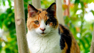 Vigilance : Elles reviennent en force