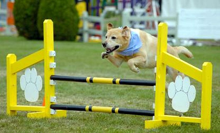 Agility dogs competition
