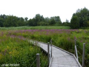 « Balade nature « Les explorateurs du marais » du Pont des Morands »