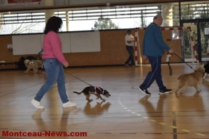 Sanvignes : Téléthon au centre sportif avec chiens