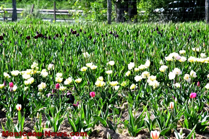 loions-tulipes-110325161026
