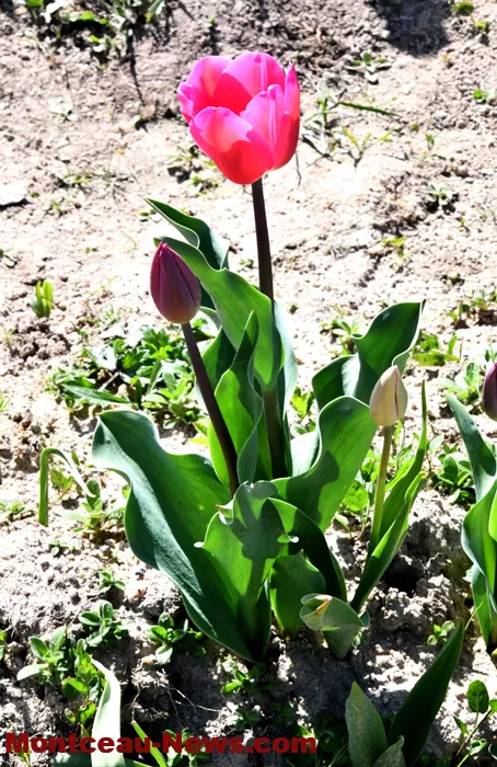 loions-tulipes-110325161027