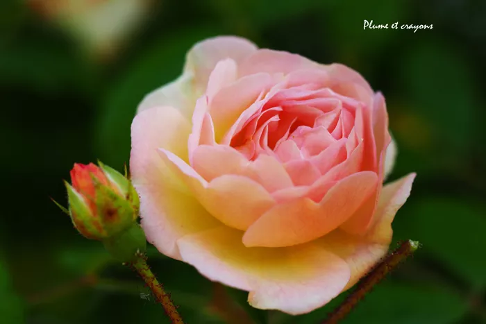 poeme-daniel-240525161027