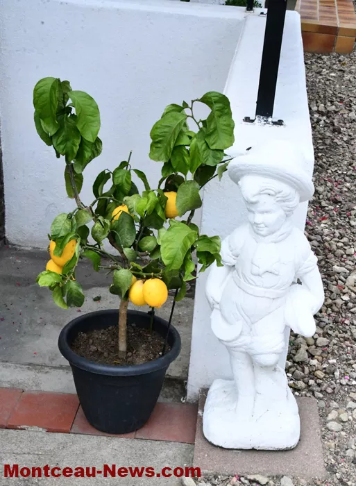 maisons-fleuris-040725161024
