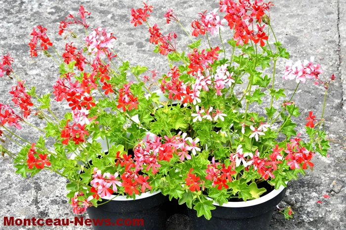 maisons-fleuris-040725161026