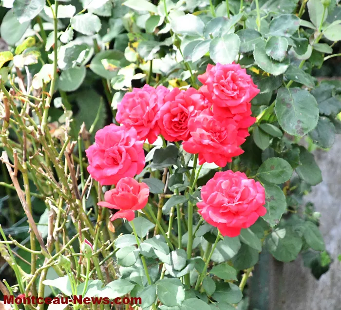 maisons-fleuris-040725161029