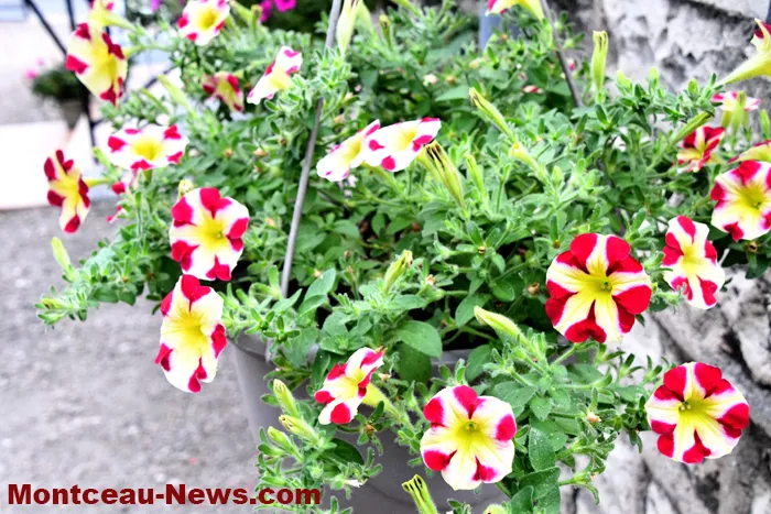 maisons-fleuris-040725161030