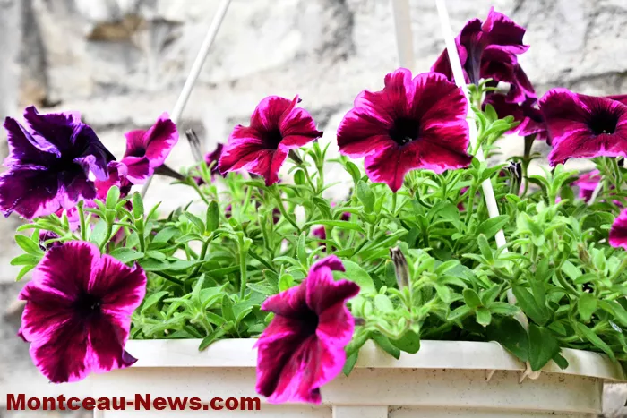 maisons-fleuris-040725161031