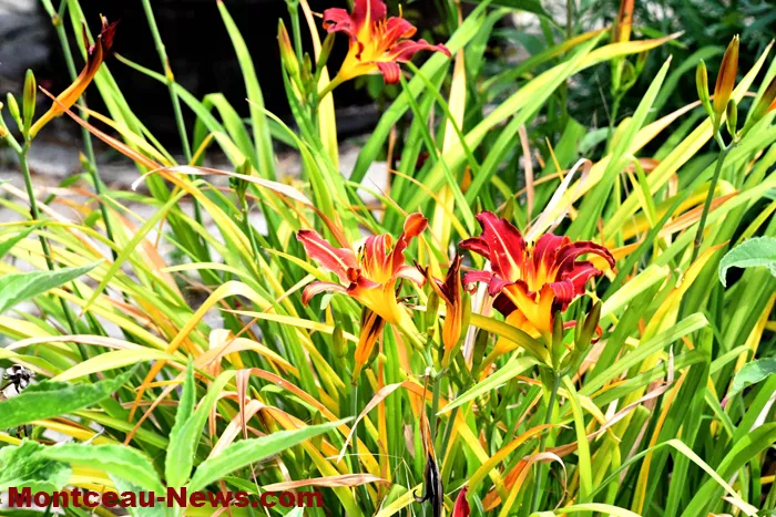 maisons-fleuris-040725161036