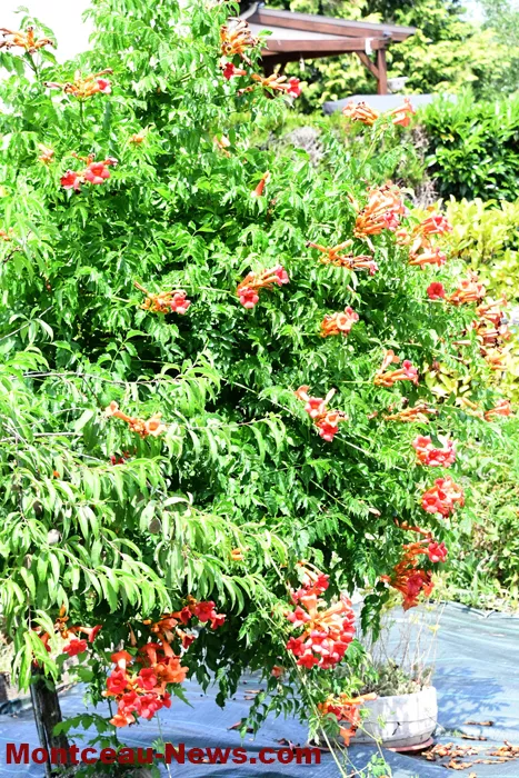 maisons-fleuris-040725161037