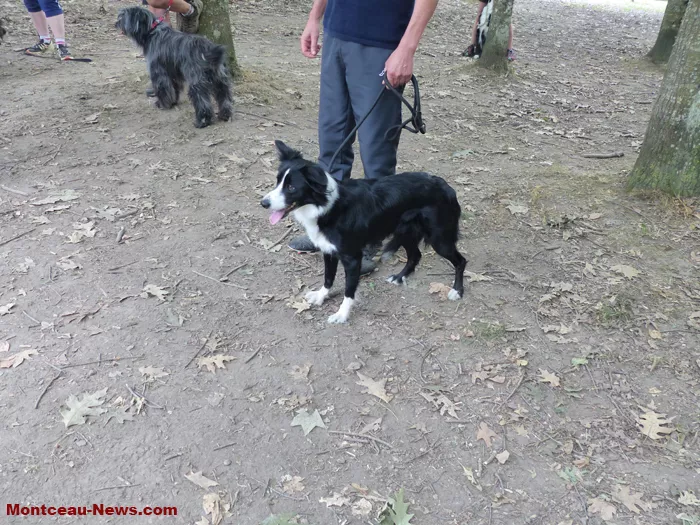 club-canin-sanvignes-030825161086