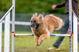 Club canin Educ Agility Passion Sanvignes