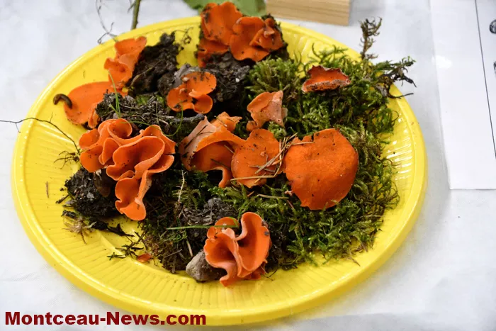 champignions-2710253