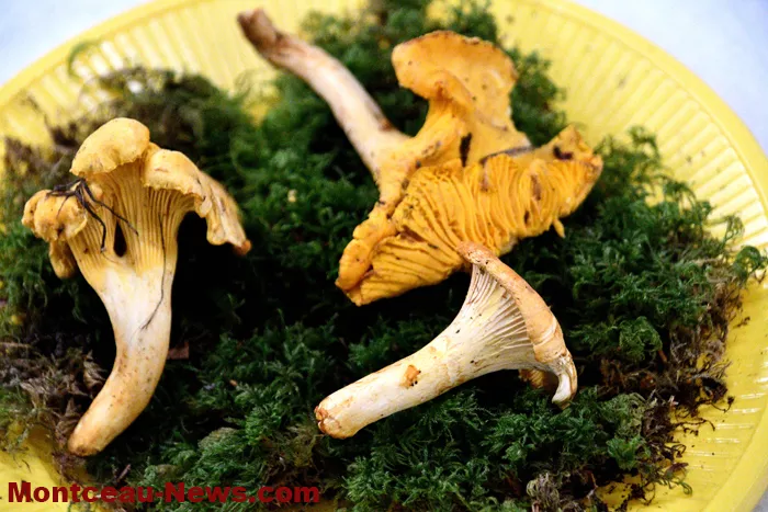 champignions-2710255