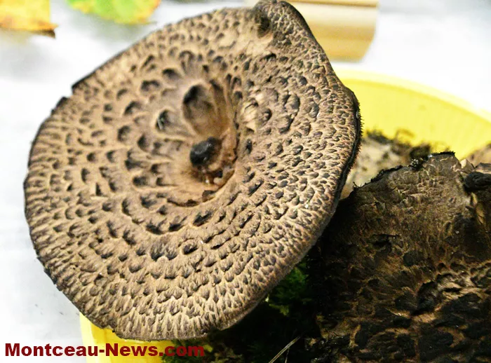 champignions-2710257