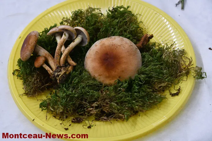 expo-champignions-27102510