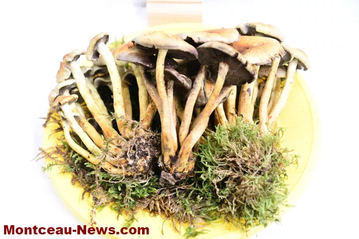 expo-champignions-27102511