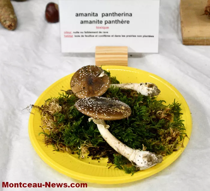 expo-champignions-27102512