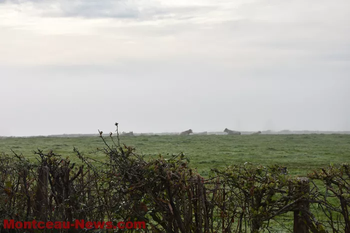 marche-rose-ecuisses-19102556