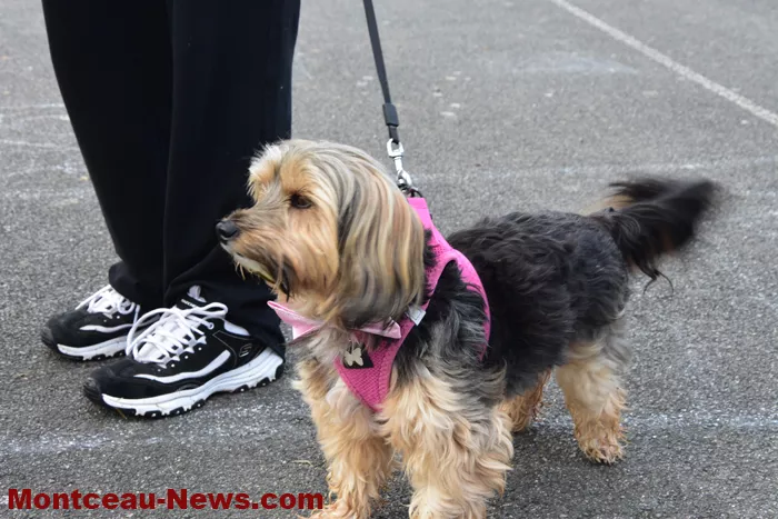 marche-rose-ecuisses-1910256