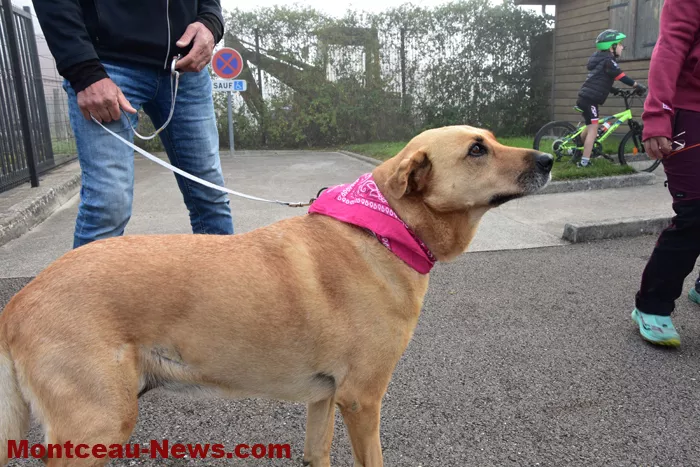 marche-rose-ecuisses-1910258