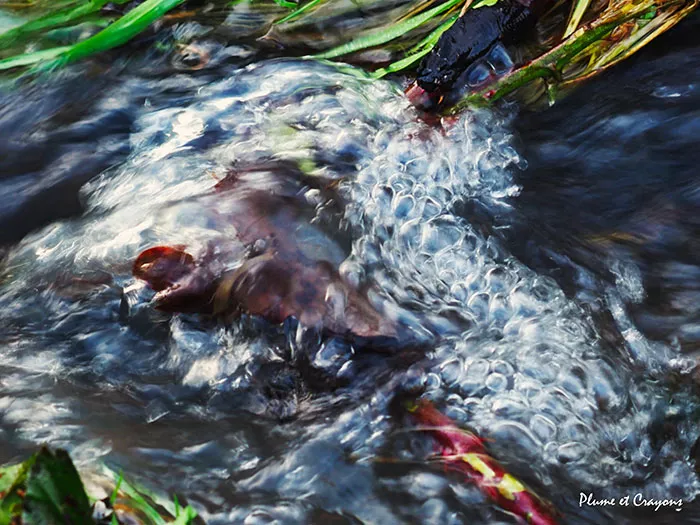 poesie-daniel-meunier-291125