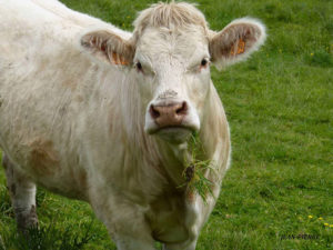 Au parc des expositions de Charolles : Festival du Bœuf les 6 et 7 décembre
