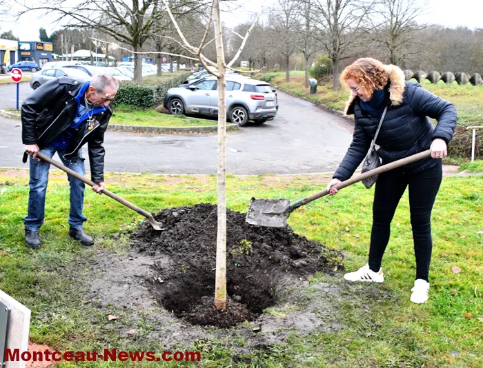 arbre-de-vie-montceau-1612257