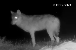 Saône-et-Loire : Comité départemental du loup 2025