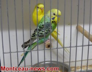 Bourse aux oiseaux ( Sanvignes)