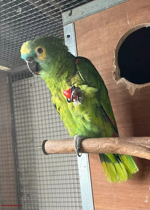 salon-oiseaux-2501261