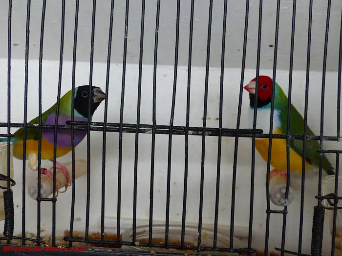 salon-oiseaux-25012611