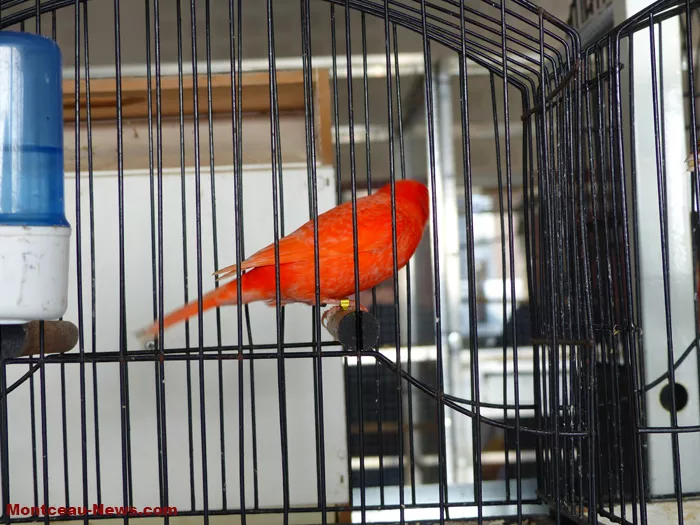 salon-oiseaux-25012613