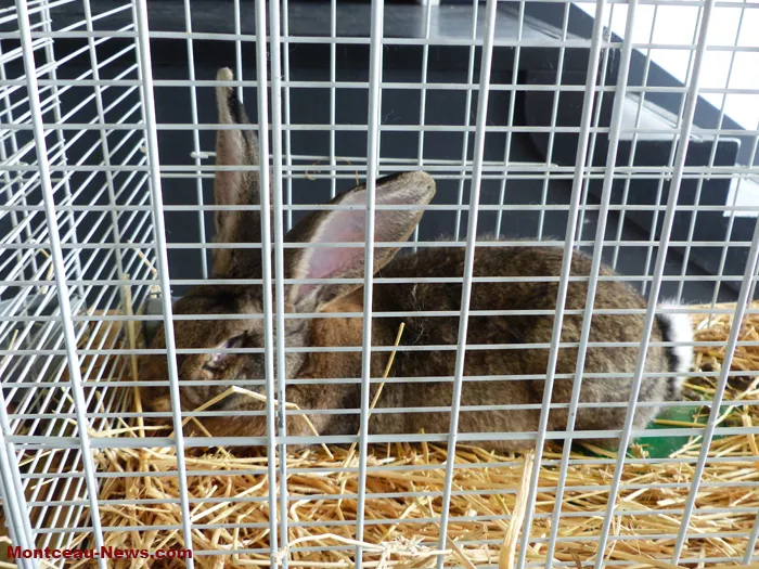 salon-oiseaux-25012616