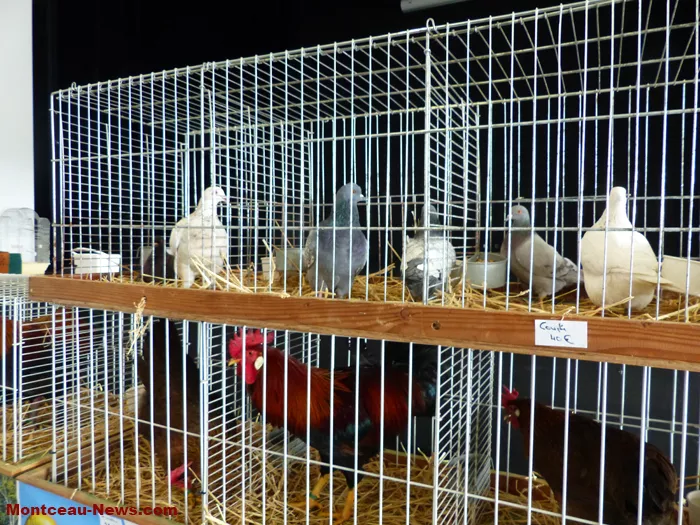 salon-oiseaux-25012619