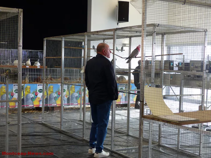 salon-oiseaux-2501262