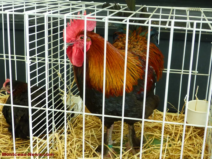 salon-oiseaux-25012620