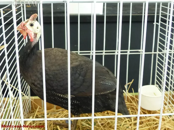 salon-oiseaux-25012621