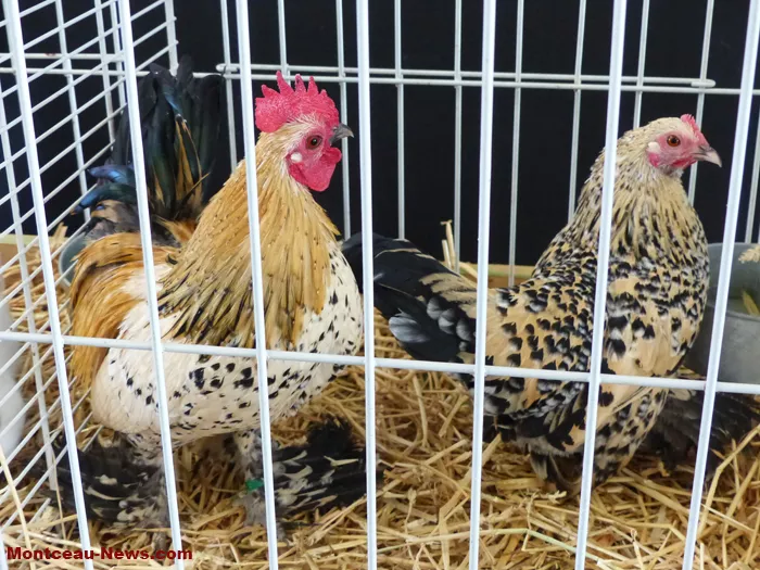 salon-oiseaux-25012623