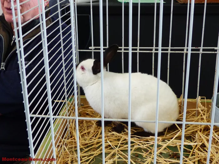 salon-oiseaux-25012624