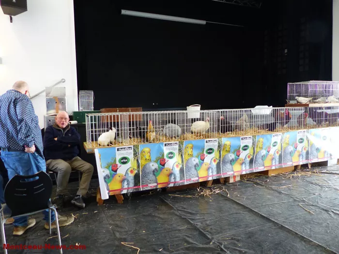 salon-oiseaux-25012625